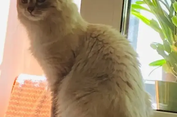 Найдена кошка, ул. Жигулёнкова, 21, Москва