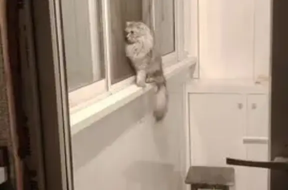 Найдена кошка, Москва, фото: Найдена кошка, Алтайская ул., 2, Москва