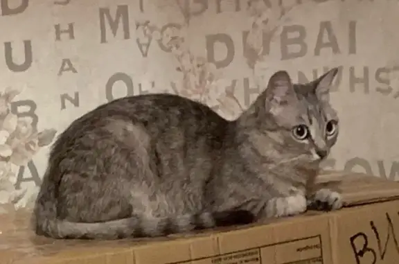 Кошки потеряшки, Нижний Новгород, фото: Потеряшка кошка, ул. Дружбы 19к1, НН