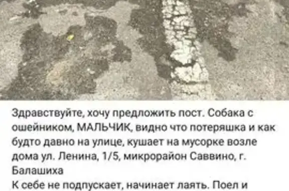 Найдена собака, Балашиха, фото: Собака найдена на Ленина 2, Балашиха