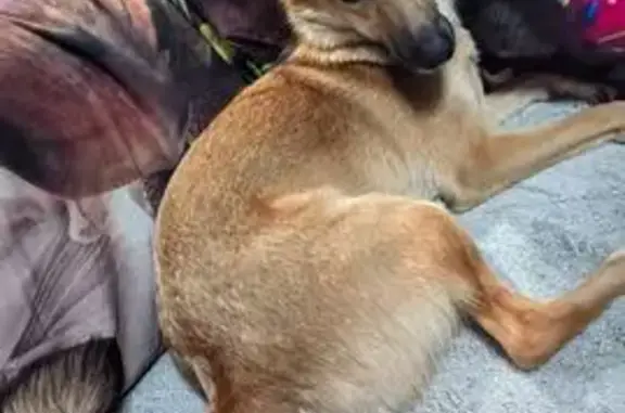 Собаки потеряшки, Рубцовск, фото: Потеряшка собака, Змеиногорский тракт, Рубцовск