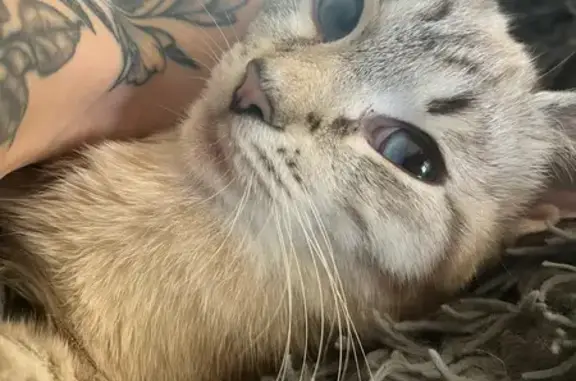 Пропала кошка, Почтовый тракт, 30, Арх.