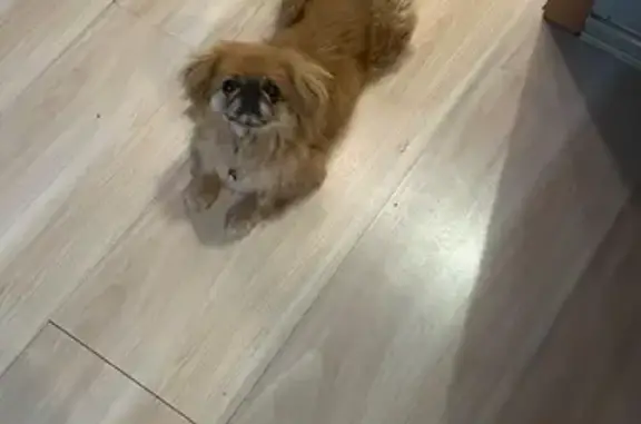 Найдена собака, , фото: Пекинес найден в Смоленке, Забайкалье