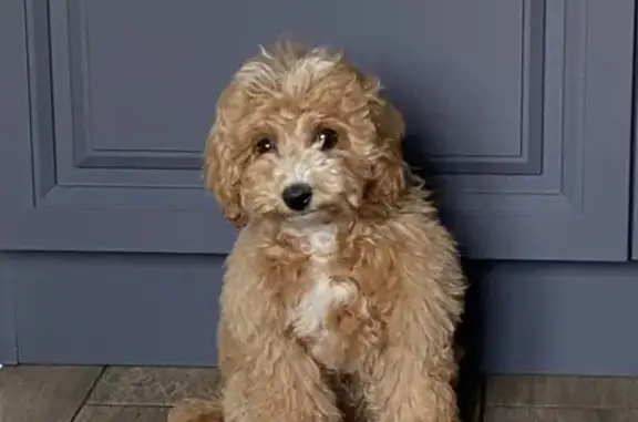 Собаки потеряшки, Тамбовская область, фото: Потеряшка рыжий щенок в Тамбовской области