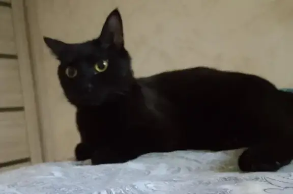 Найдена кошка, Нежинка, фото: Кошка найдена на Янтарной улице, Нежинка