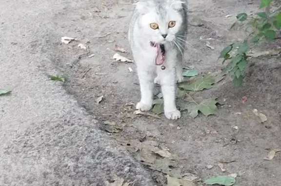 Кошка найдена: Клинцовская ул., 55, Брянск