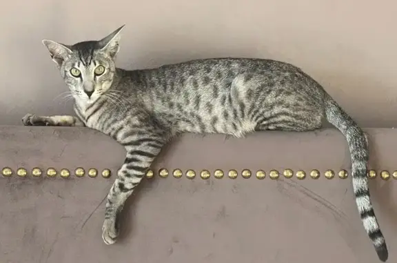 Кошки потеряшки, Романовка, фото: Потеряшка кошка, Центральная ул. 29, Романовка