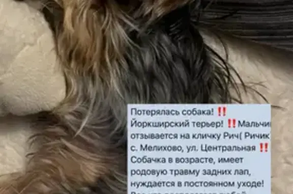 Собаки потеряшки, Мелихово, фото: Потеряшка собака, Мелихово, Центр. ул. 64
