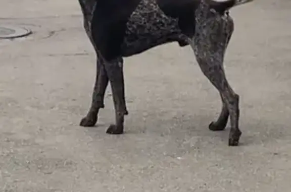 Найдена собака, Челябинск, фото: Собака найдена: ул. Петра Сумина, 8, Челябинск