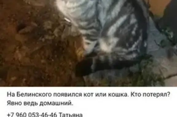 Кошка найдена: Казань, Татарстан