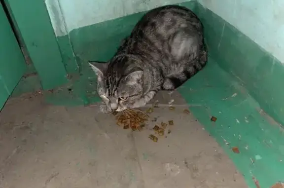 Котик найден: ул. Крупской 6, Красноярск