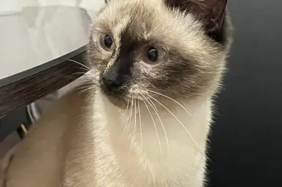 Кошки потеряшки, Нелидово, фото: Потеряшка сиамская кошка, Нелидово, Тверь