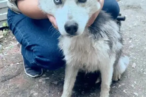 Найдена собака, Татарск, фото: Хаска найдена у КБ, Клубная ул., Татарск
