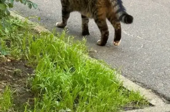 Кошка найдена, Чудновского 19, СПб