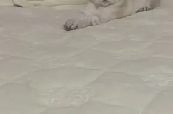 Пропала кошка, Арктический пер., 14, Мурманск