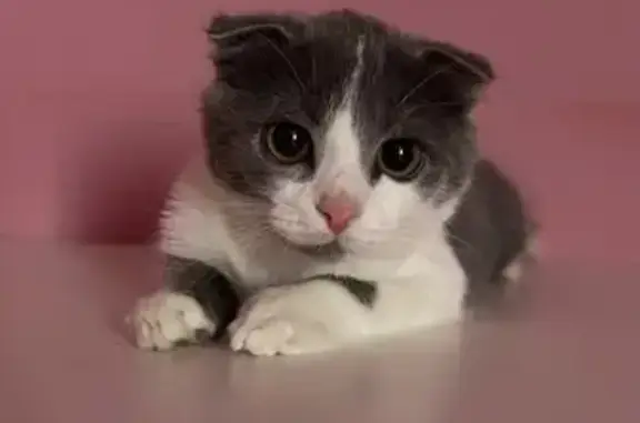 Объявления о пропавших и найденных животных, Билимбай, фото: Котенок найден: ул. Мира, 1, Билимбай