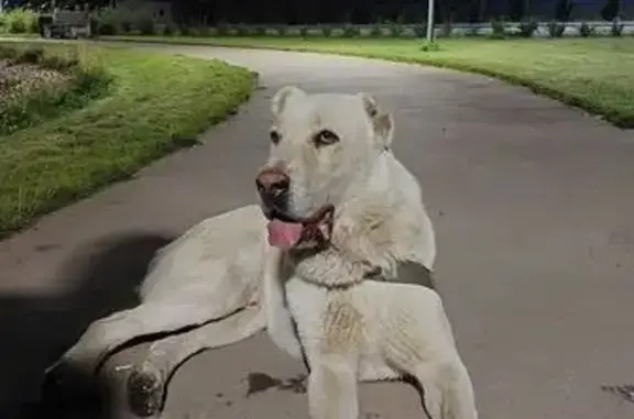 Пропал алабай в районе Новосемейкино!