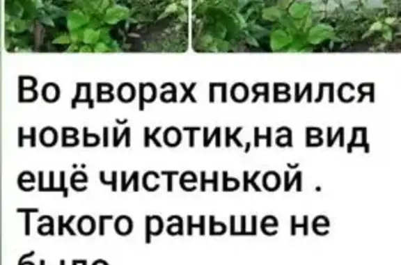 Поиск домашних животных, фото: Серая кошка найдена на Кутузова, 2А