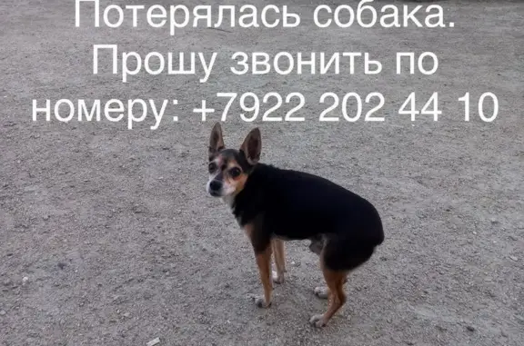 Пропала собака, Загородное шоссе, Новоуральск