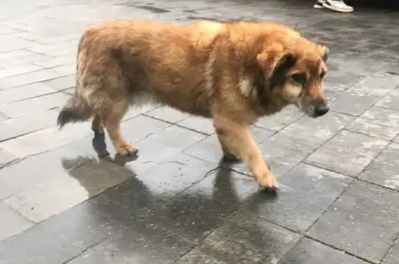 Собака найдена на ул. Борзова, 109