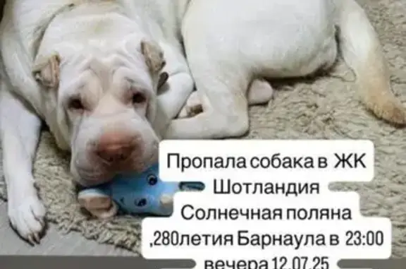 Пропала собака, Барнаул