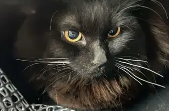 Чёрный котик найден: Репина 94, Екб