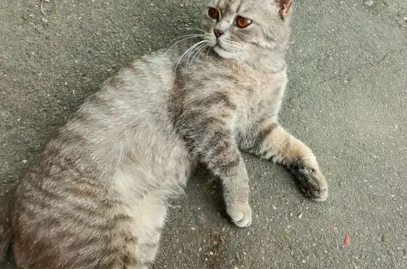 Кошка найдена: пр. Вернадского, 45, Москва