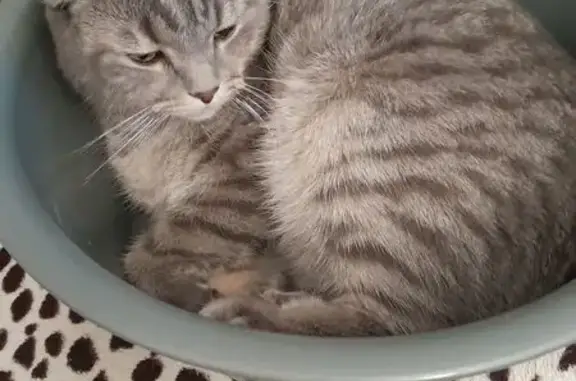 Кошки потеряшки, Выборг, фото: Потеряшка кошка на Гагарина, 21, Выборг