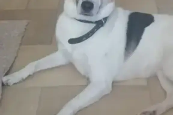 Собаки потеряшки, Миасс, фото: Потеряшка собака, Ильменская ул., Миасс