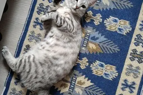 Пропала кошка, ул. Сони Кривой, 51А