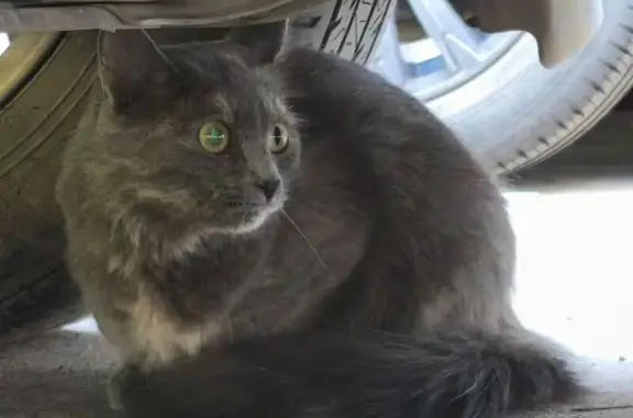 Кошка найдена: ул. Маршала Чуйкова, 83