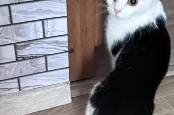 Кошка найдена: Клубная ул., 36, Ижевск
