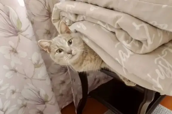 Пропала кошка, Родники