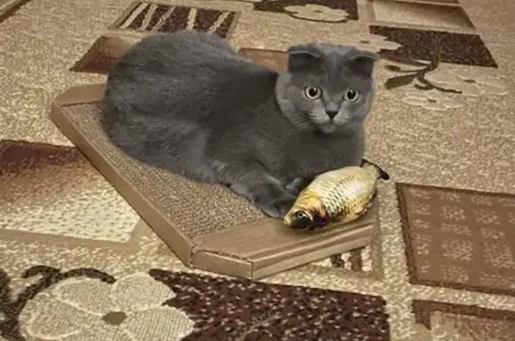 Кошки потеряшки, Саратов, фото: Потеряшка кошка Фиби на пр. 50 лет Октября, Саратов