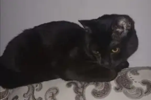 Пропала кошка, ул. Столетова, 19, НСК