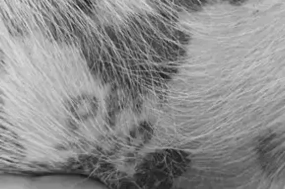 Собака найдена: Торжок, Будовское СП