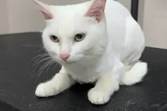 Пропала кошка, ул. Врача Михайлова, 41