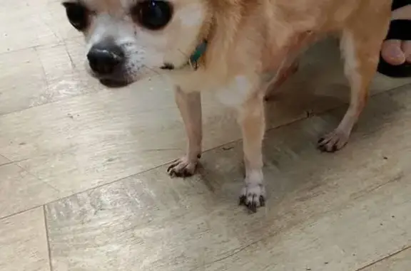 Найдена собака, Санкт-Петербург, фото: Чихуахуа найдена у офиса на Дачном 21 к1