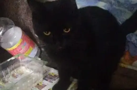 Найден черный кот, ул. Горького, 20, Тула