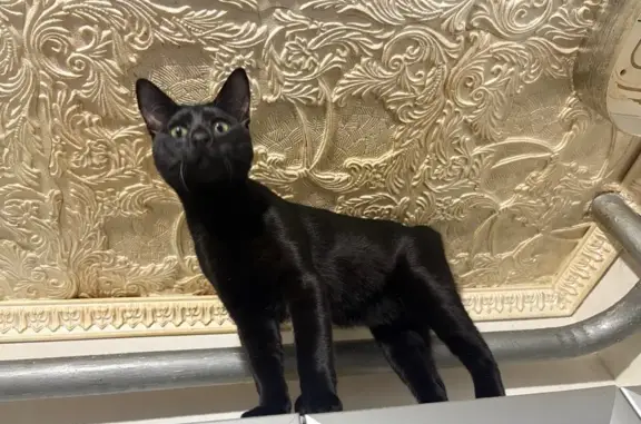 Кошки потеряшки, Великие Луки, фото: Потеряшка кошка на ул. Ботвина, 3 к1