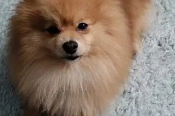 Собаки потеряшки, Челябинск, фото: Потеряшка собака, Челябинск, 41 дорога 24