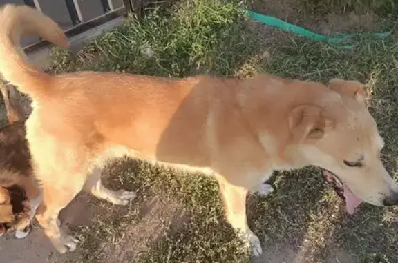 Пёс найден: Лесная ул., 50, Бабяково