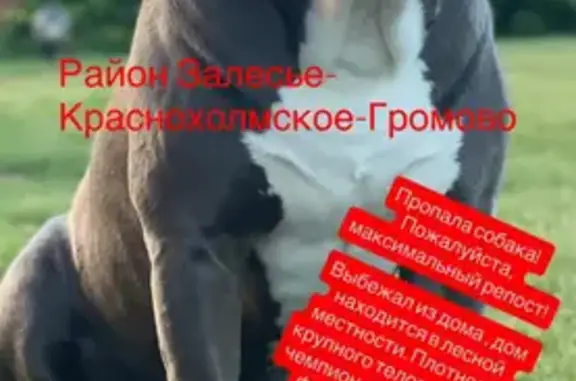 Собаки потеряшки, , фото: Потеряшка собака Зевс, Зелёная ул. 51