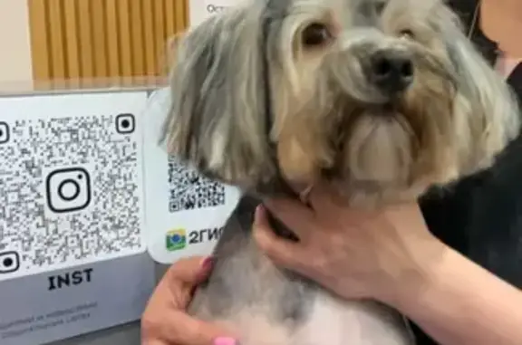 Собака найдена: ул. Маршака, 5, Тюмень