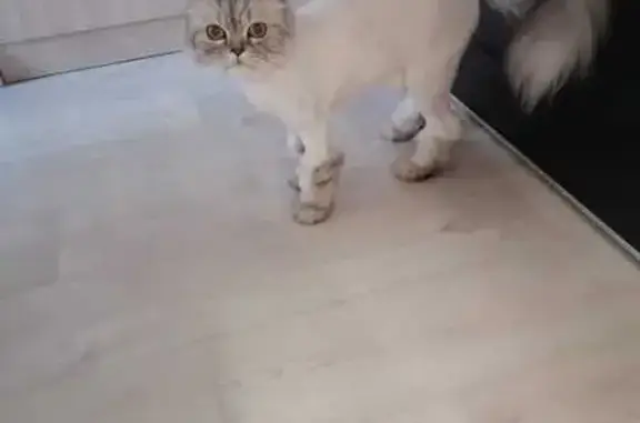 Кошки потеряшки, Златоуст, фото: Потеряшка кошка, Златоуст, Гагарина 11А