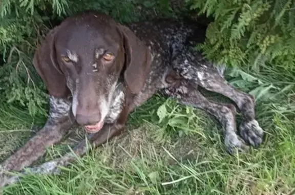 Найдена собака, Непецино, фото: Собака найдена: Новорязанское шоссе, Непецино