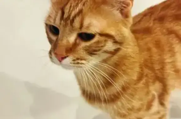 Найдена кошка, Иваново, фото: Кошка найдена: 2-я Минская ул, 11, Иваново