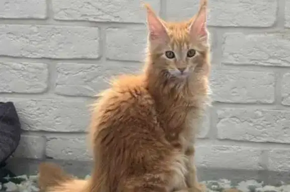Потерянные животные Алматы, фото: Пропал котёнок, Байкадамова 26, Алматы