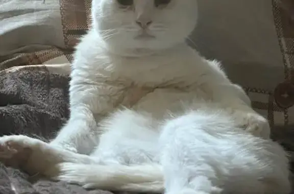 Пропала кошка, Павлово