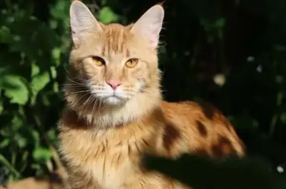 Пропала кошка, Балахна